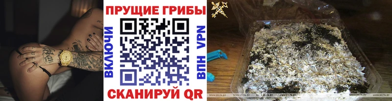 как найти закладки Кремёнки Псилоцибиновые грибы Magic Shrooms